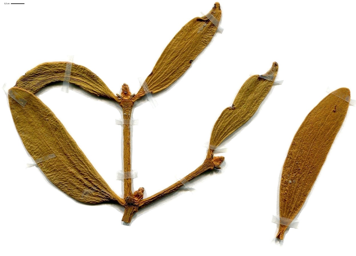 Viscum album subsp. abietis (Santalaceae)